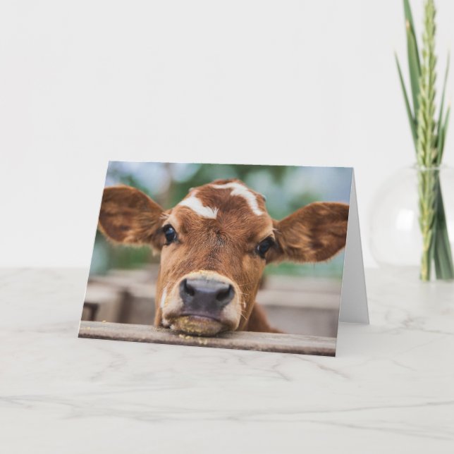 Carte Animaux de bébés cutest | Petite vache (Devant)