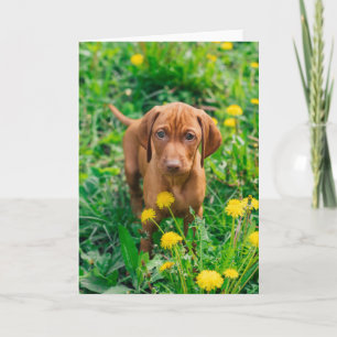 Carte Animaux de bébés cutest Pointeur
