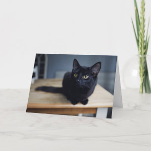 Carte Animaux de bébés cutest Portrait d'un chat noir