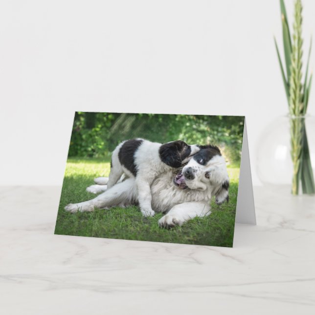 Carte Animaux de bébés cutest | Remorque (Devant)