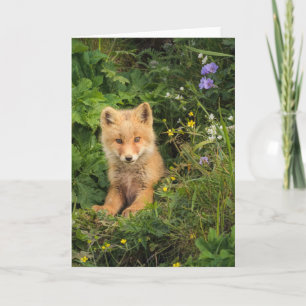Carte Animaux de bébés cutest Renard rouge à Umnak Ala