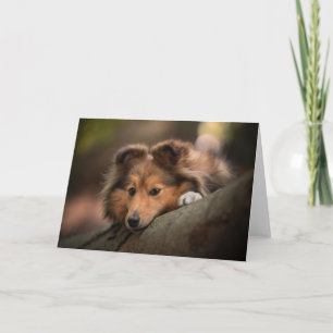 Carte Animaux de bébés cutest Shetland Sheepdog Puppy
