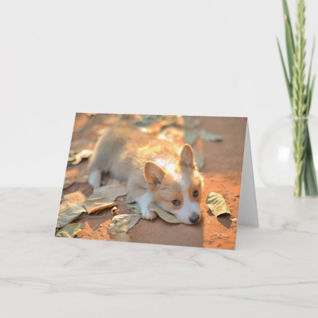 Carte Animaux de bébés cutest | Shy Corgi (Devant)