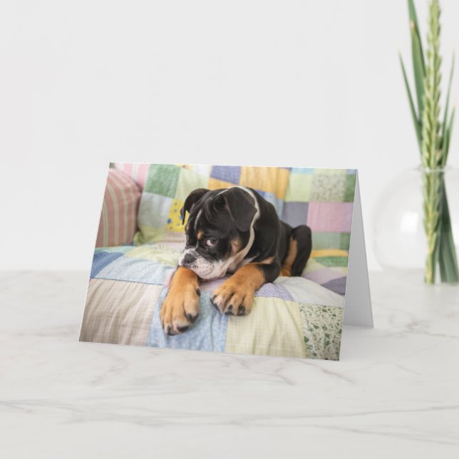 Carte Animaux de bébés cutest | Shy Old English Bulldog (Devant)