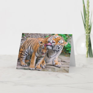 Carte Animaux de bébés cutest   Sibérie Tiger Famille