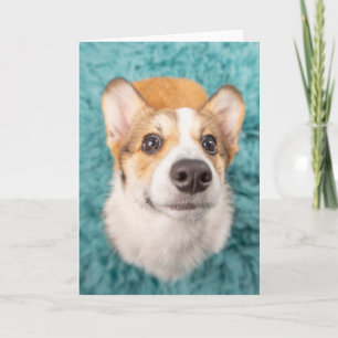 Carte Animaux de bébés cutest Sweet Corgi Puppy Face