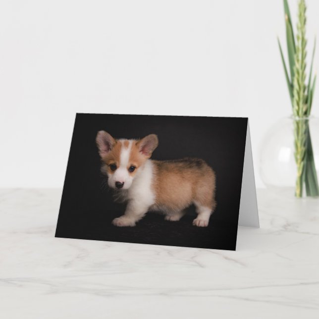 Carte Animaux de bébés cutest | Tiny Corgi (Devant)