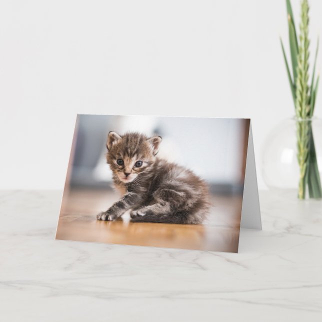 Carte Animaux de bébés cutest | Tiny Tabby Kitten (Devant)