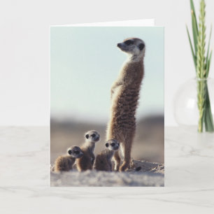 Carte Animaux de bébés cutest   Une famille de Meerkats