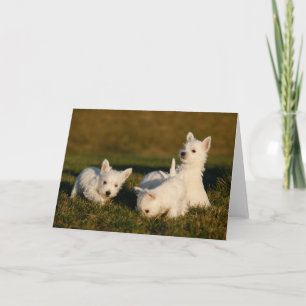 Carte Animaux de bébés cutest   West Highland White Terr