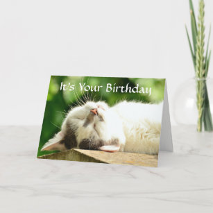 Fetes Occasions Speciales Blanc Chat Chaton Dormant Anniversaire Personnalise Carte Maison Bomech Fr