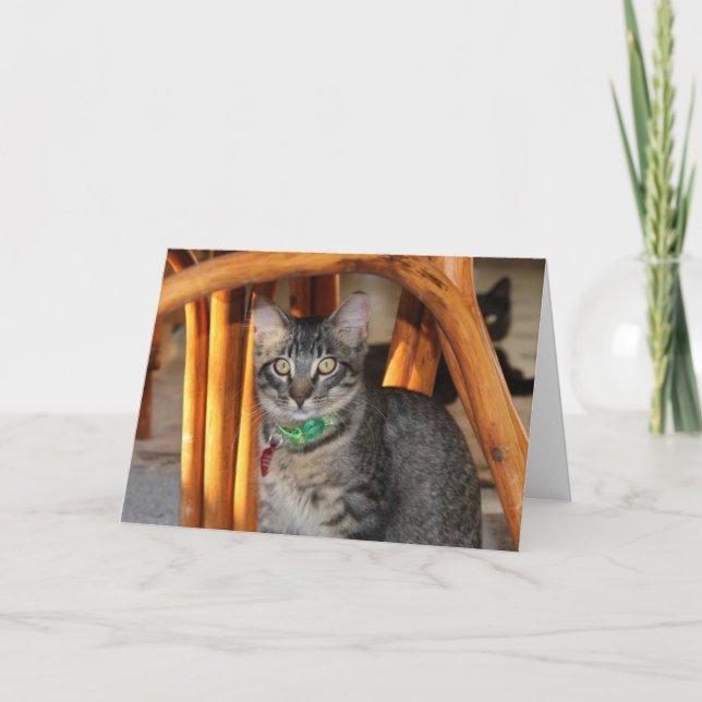 Carte Anniversaire Caspienne Adorable Chat (Devant)