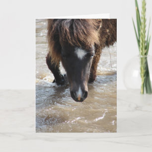 Carte Anniversaire Cheval à la Piscine