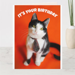 CARTE ANNIVERSAIRE CUTE CRAVATE CAT AMI GREETING CARD