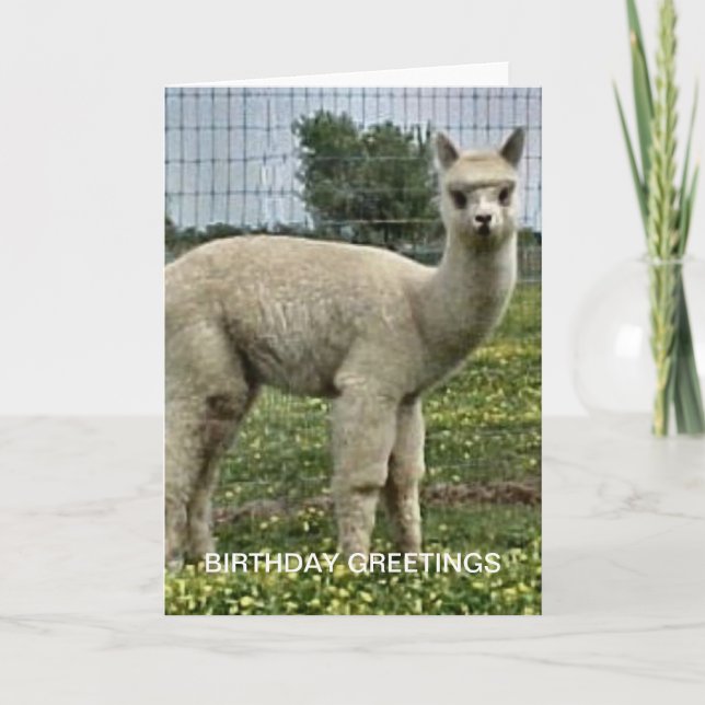 Carte Anniversaire d'Alpaca (Devant)
