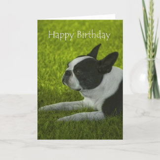 Carte Anniversaire de Boston Terrier