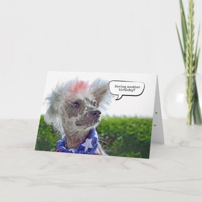 Carte Anniversaire de chien sans cheveux de Chine (Devant)