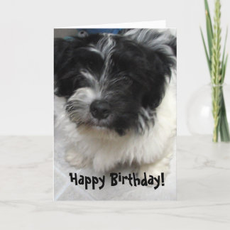 Carte Anniversaire de chiot de Havanese