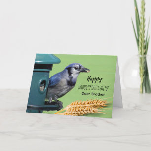 Carte Anniversaire de frère avec Geai bleu au mangeoire