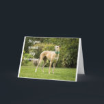 CARTE *ANNIVERSAIRE DE GRANDSON* ESPÉRONS QUE VOUS ÊTES<br><div class="desc">MERCI D'AVOIR ARRÊTÉ PRÈS D'UN DE MES HUIT MAGASINS !</div>