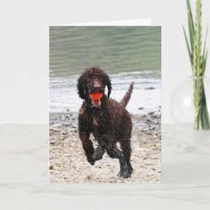 Carte Anniversaire de terrier à eau irlandais