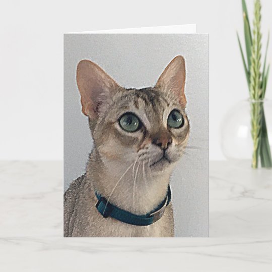 Carte Anniversaire Des Chats Snarky Zazzle Fr