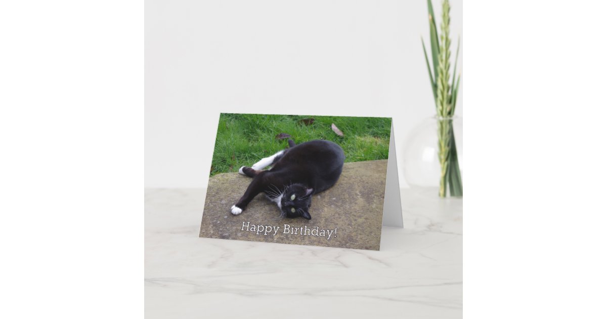 Carte Anniversaire D Humour De Chat Zazzle Fr