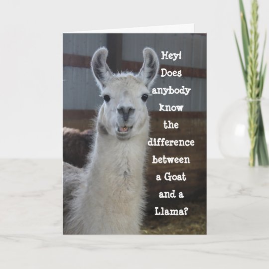 Carte Anniversaire Drole Mignon D Humour De Lama Zazzle Fr