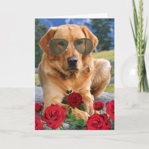 Carte Anniversaire drôle pour une femme Golden Labrador
