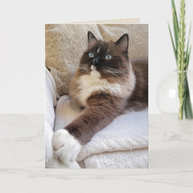 Carte Anniversaire du chat Ragdoll (Devant)
