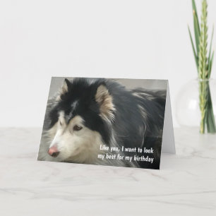 Carte Anniversaire du chien humoristique