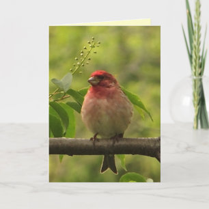 Carte Anniversaire du Finch pourpre