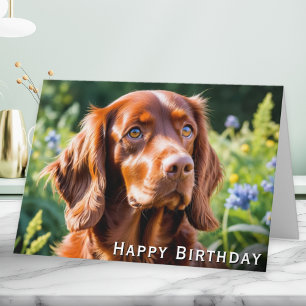 Carte Anniversaire d'un amateur de Setter Rouge Irlandai