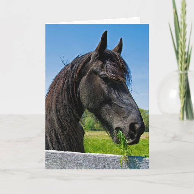 Carte anniversaire frison noir de cheval (Devant)