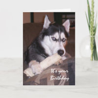 Anniversaire Fun Husky Remplir la journée