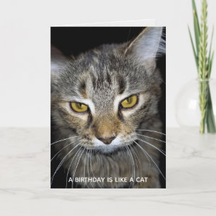 Carte anniversaire humoristique de chat