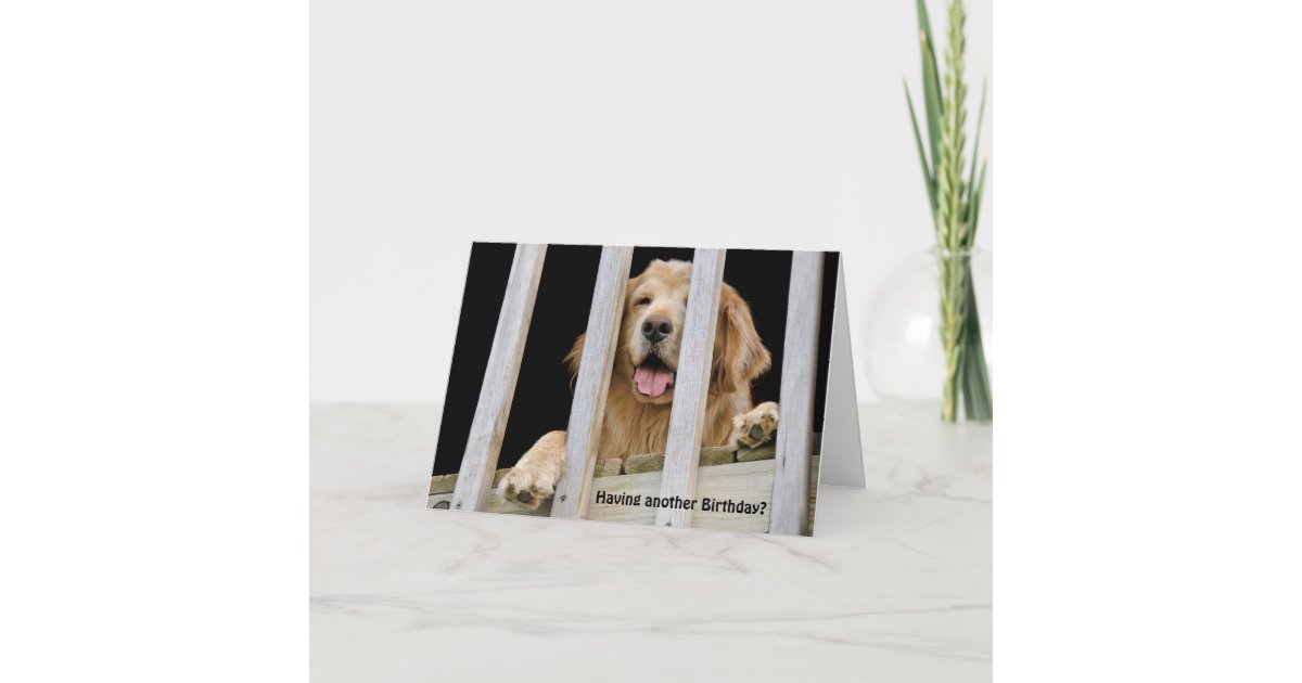 Carte Anniversaire Humoristique De Golden Retriever Zazzle Fr