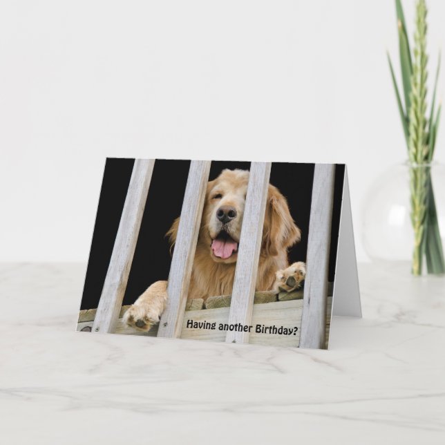 Carte Anniversaire humoristique Golden Retriever (Devant)
