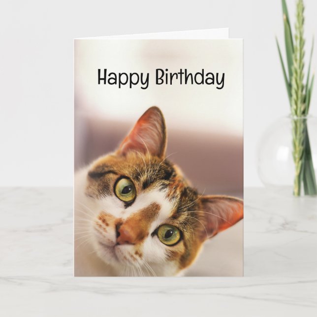 Carte Anniversaire Humour animal animal chat chatons (Devant)
