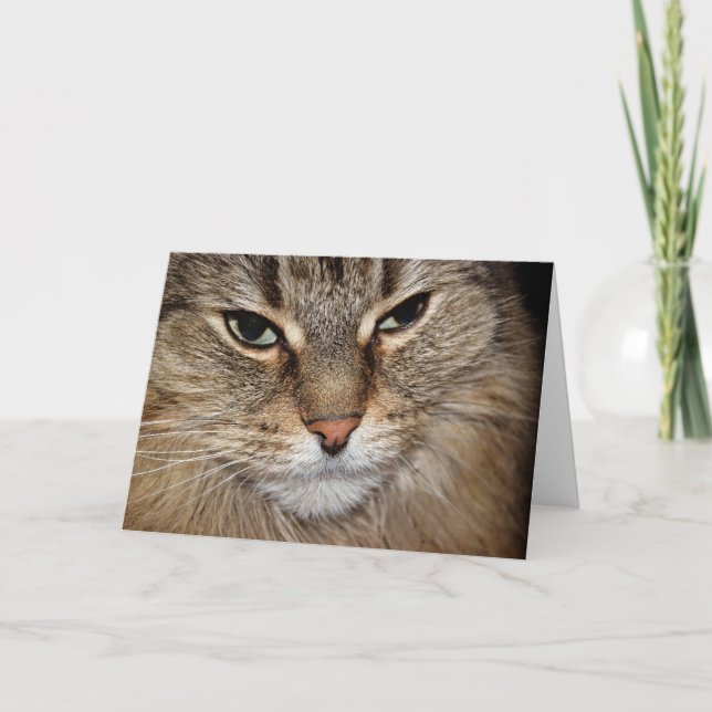 Carte Anniversaire Humour Maine Coon Face (Devant)