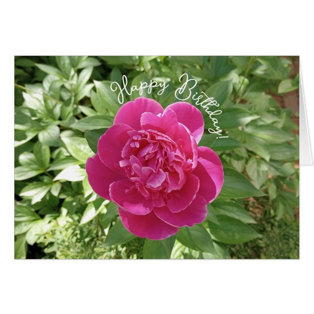 Carte Anniversaire Pony Rose Vibrant (Devant horizontal)