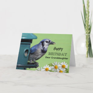 Carte Anniversaire pour petite-fille Geai bleu au Mangeo
