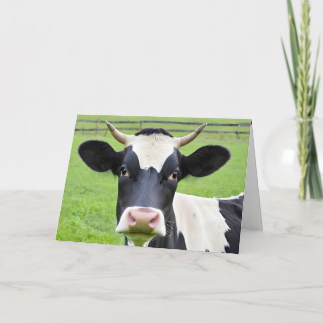 Carte Anniversaire Vache Holstein En Pâturage (Devant)