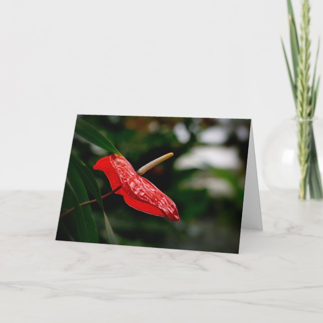 Carte Anthurium Rouge Tropical Toute Occasion Vierge Sal (Devant)