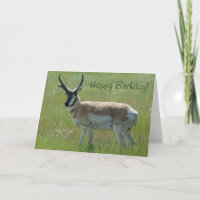 Antilope d'Amérique A36 Grand Buck