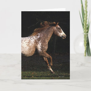 Carte Appaloosa Horse Running 4