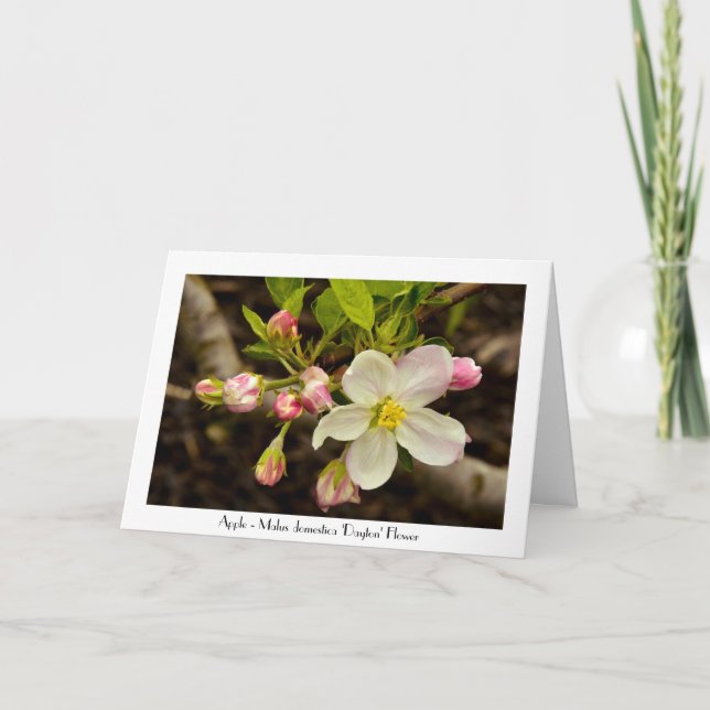 Carte Apple Blossoms Toutes Les Occasions Salutation Mer (Devant)