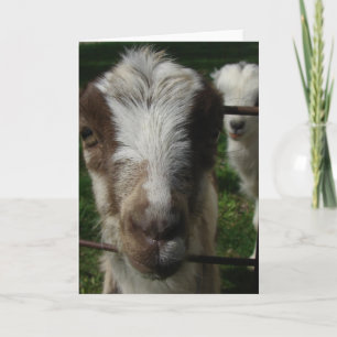 Carte April the LaMancha Goat