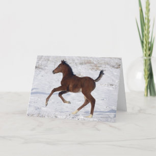 Carte Arab Foal in the Snow