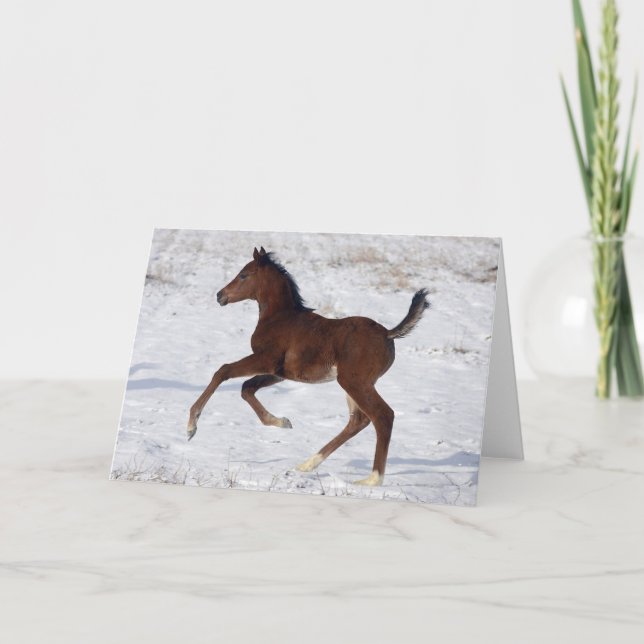 Carte Arab Foal in the Snow (Devant)